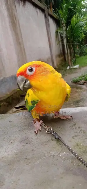 Full Tame Sunconur 1pcs Yellow Dominant Urgent Sell