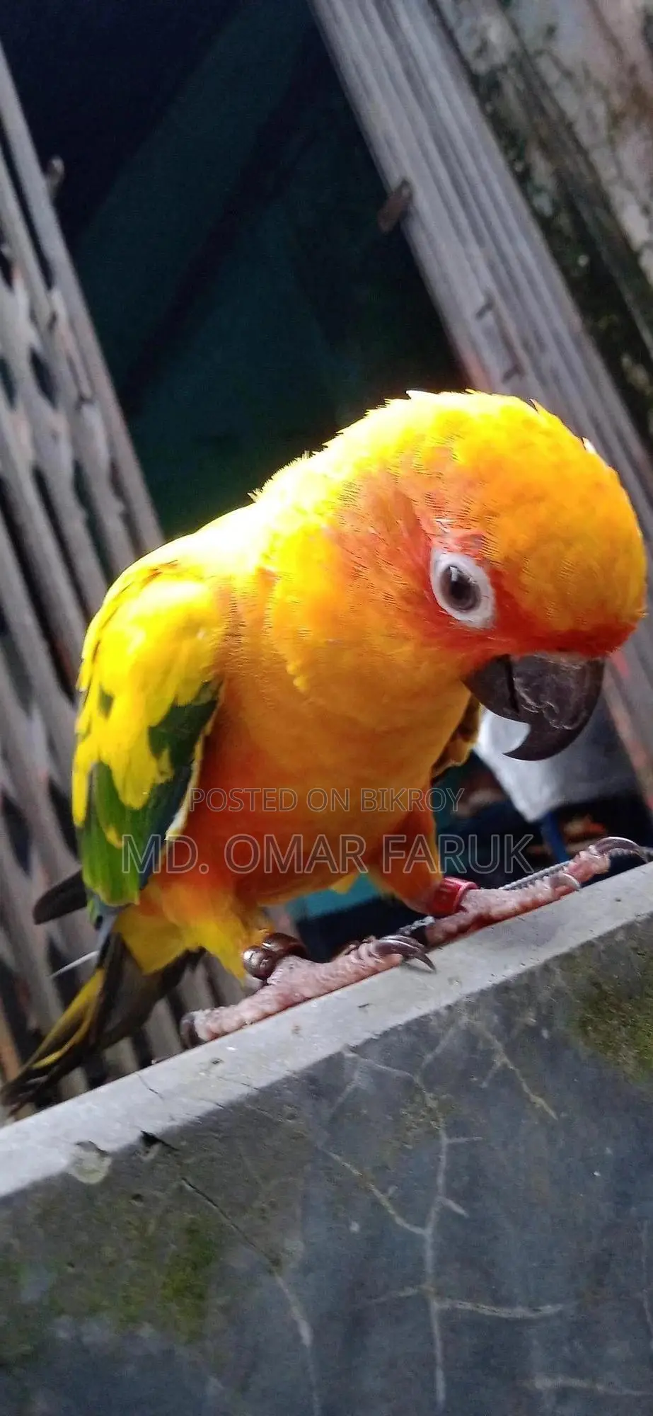 Full Tame Sunconur 1pcs Yellow Dominant Urgent Sell