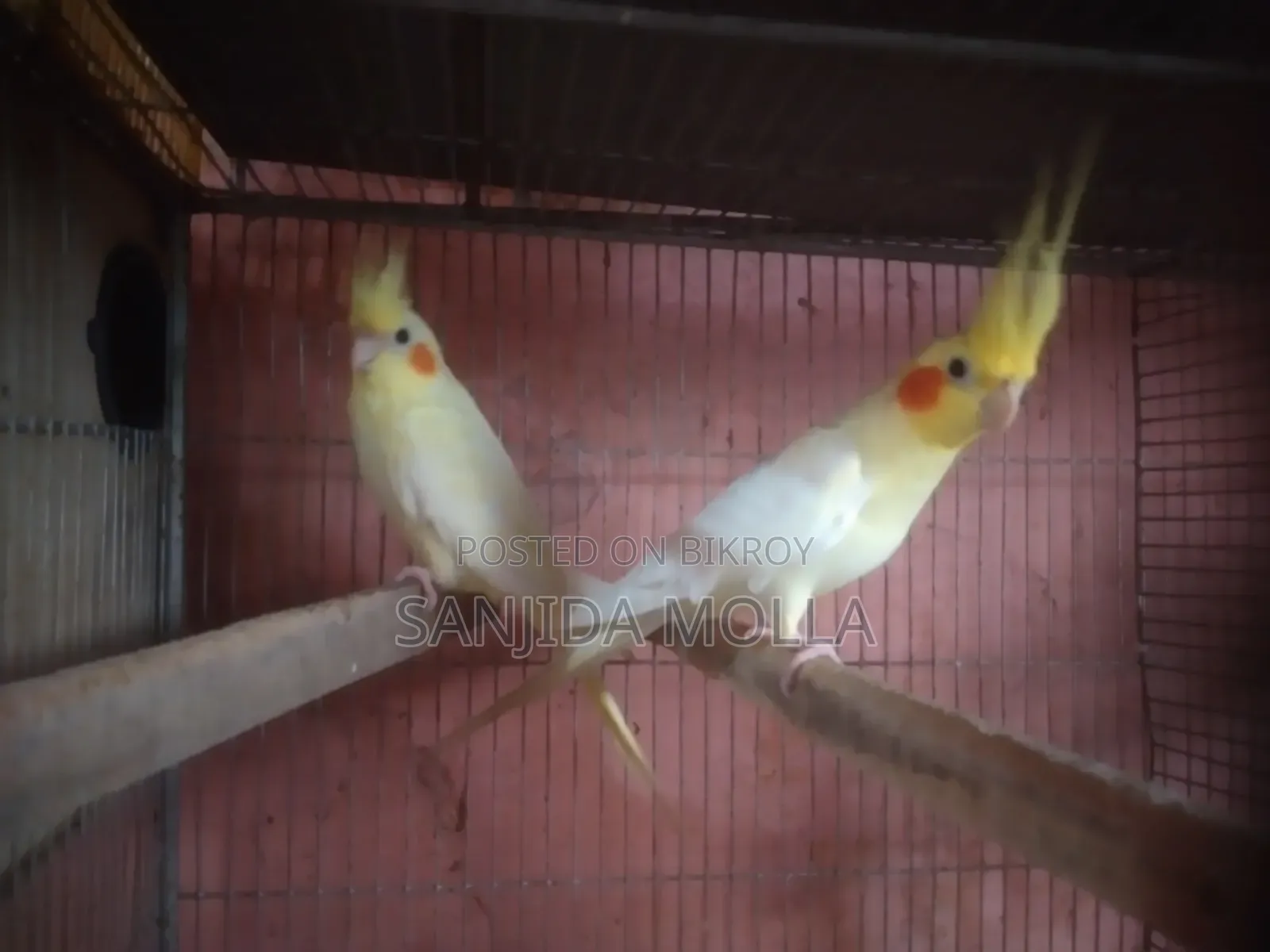 ককাটেল পাখি