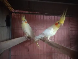 ককাটেল পাখি