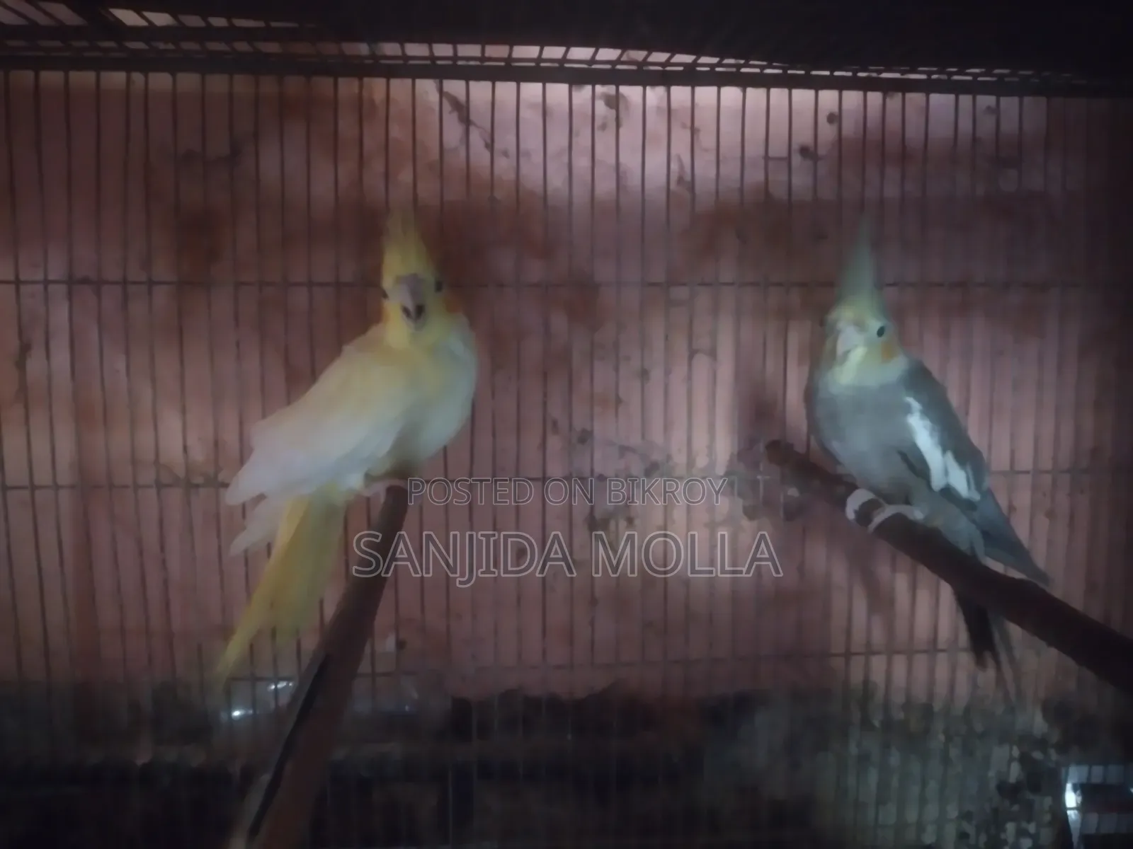 ককাটেল পাখি