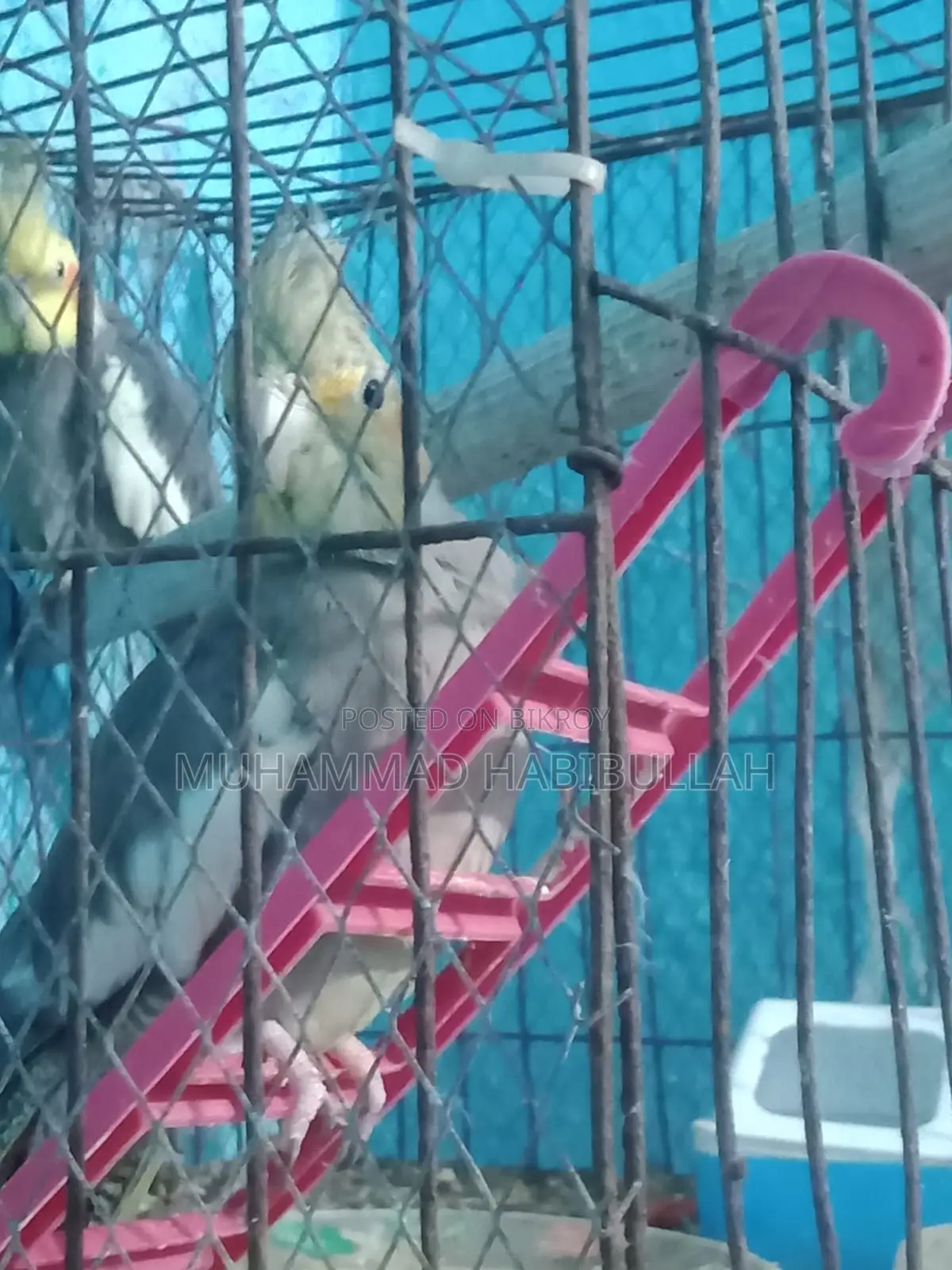 Gray Cockatiel 7 Pieces