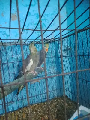 Gray Cockatiel 7 Pieces