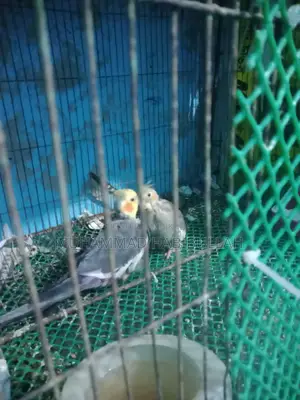 Gray Cockatiel 7 Pieces