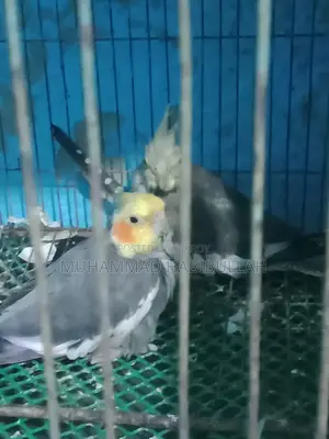 Gray Cockatiel 7 Pieces