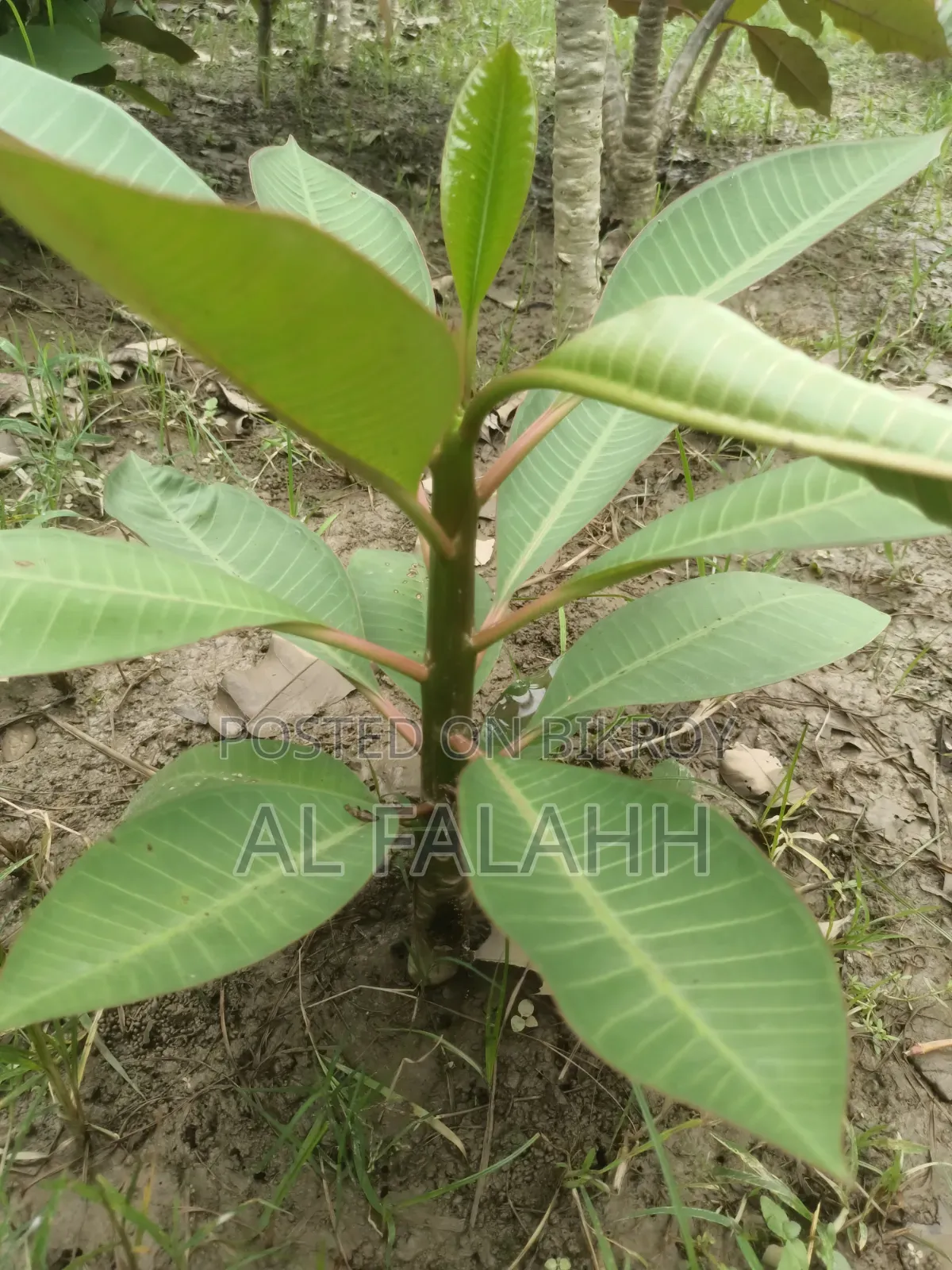 Plumeria Sapling