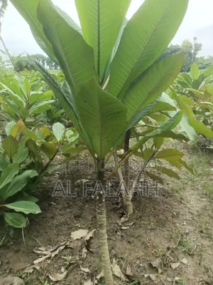 Plumeria Sapling