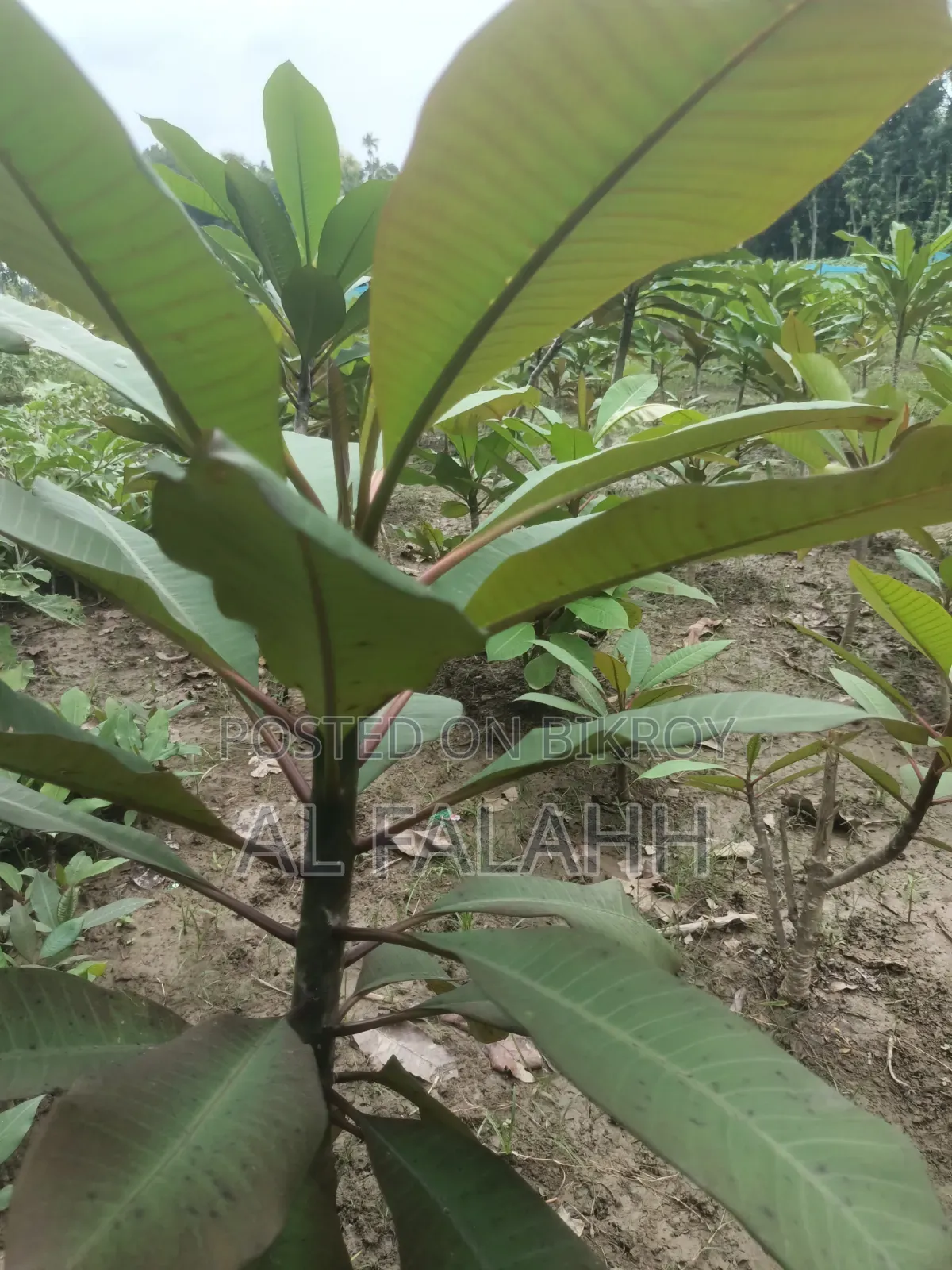 Plumeria Sapling