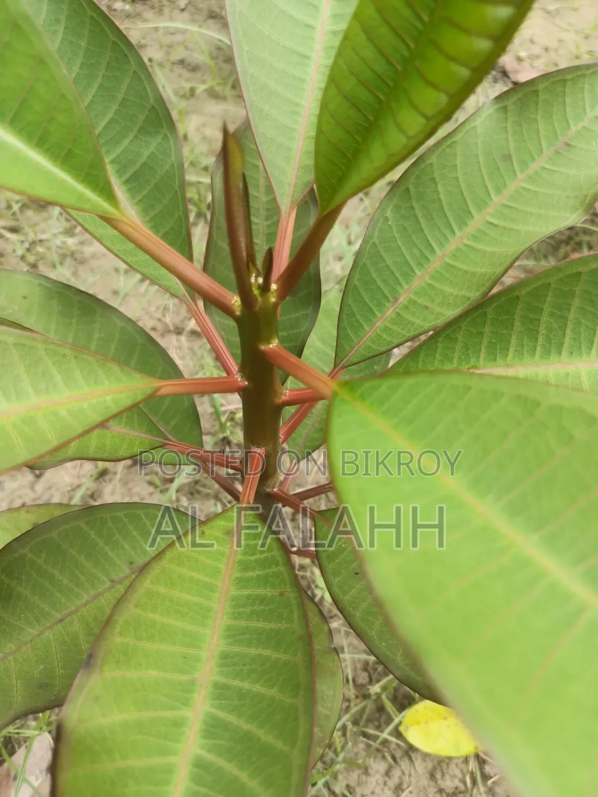 Plumeria Sapling
