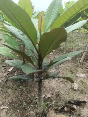 Plumeria Sapling