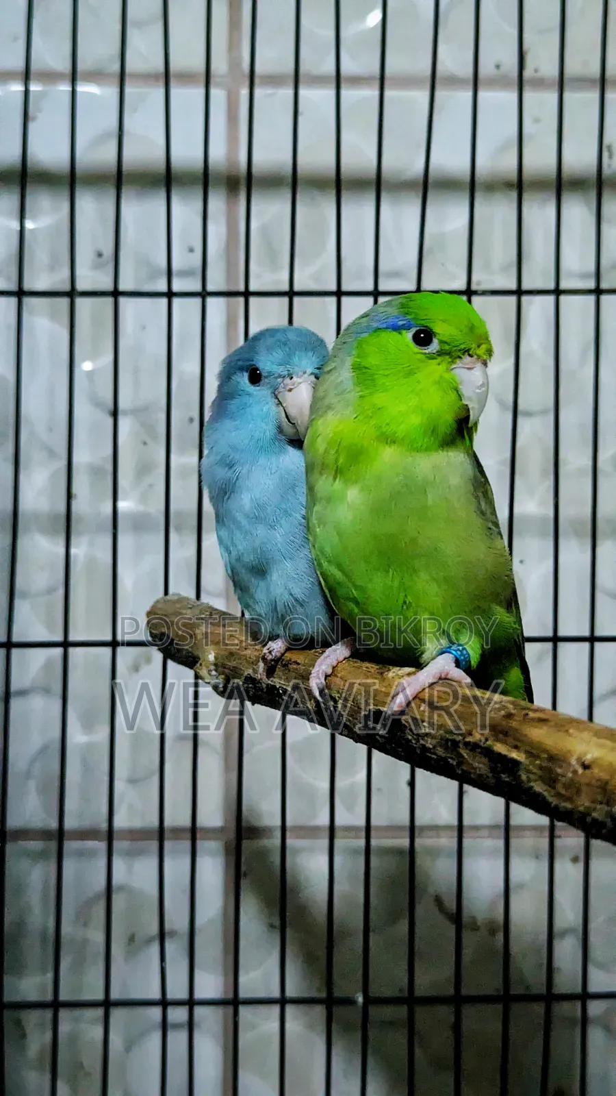 Adult Forpus Pair