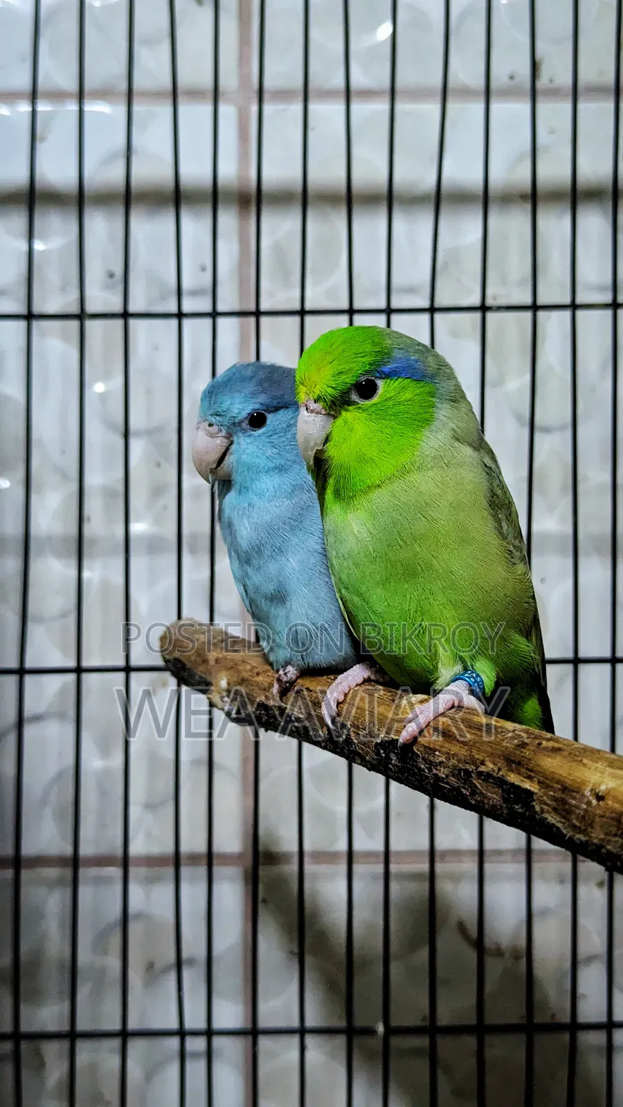 Adult Forpus Pair