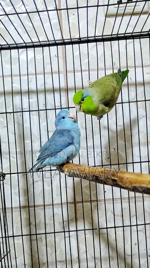 Adult Forpus Pair