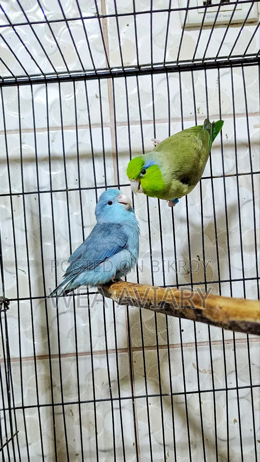 Adult Forpus Pair