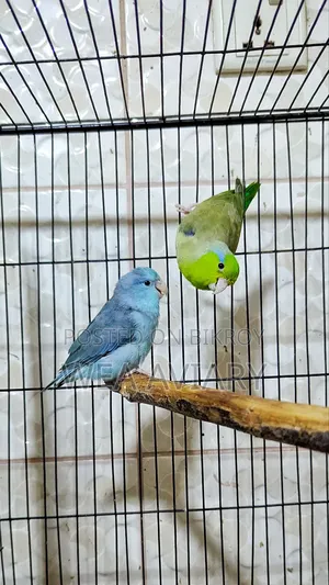 Adult Forpus Pair
