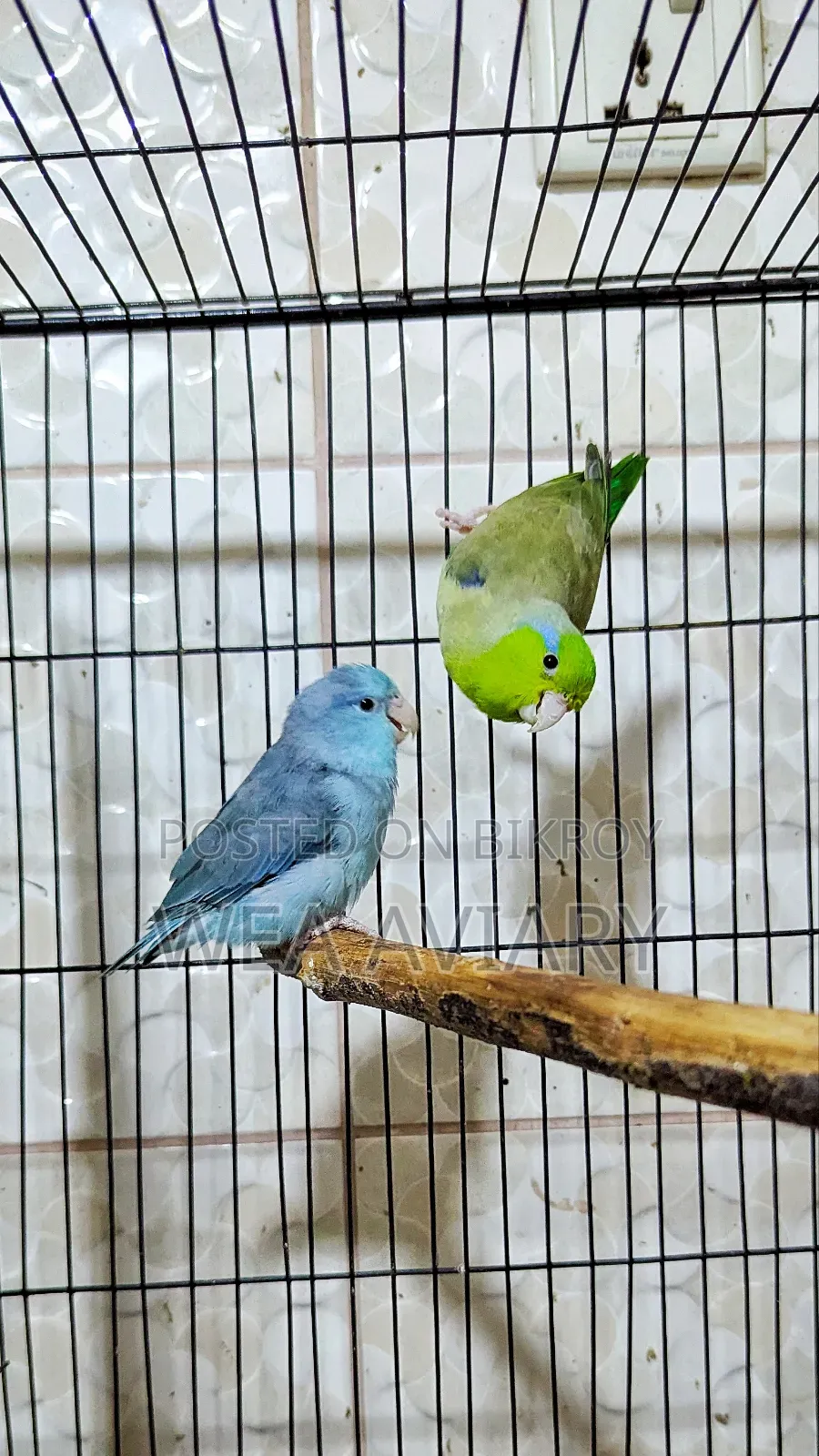 Adult Forpus Pair