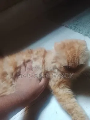 3-6 Months Male Mixed Breed Persian Cat