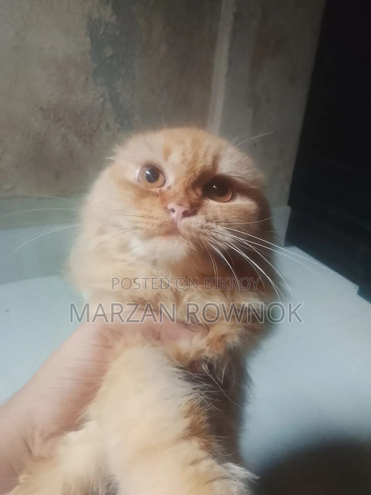 3-6 Months Male Mixed Breed Persian Cat