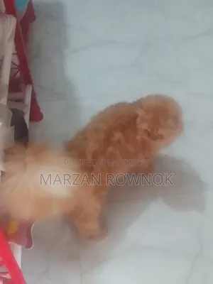 3-6 Months Male Mixed Breed Persian Cat
