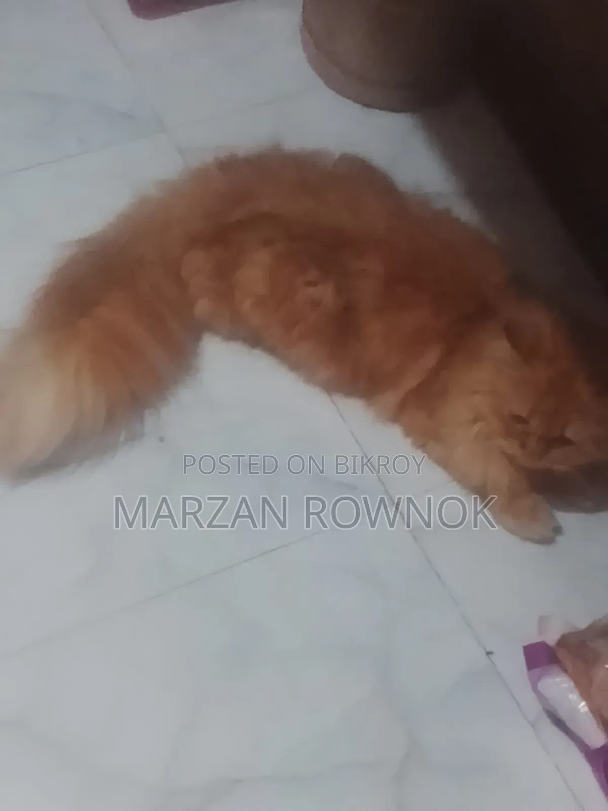 3-6 Months Male Mixed Breed Persian Cat