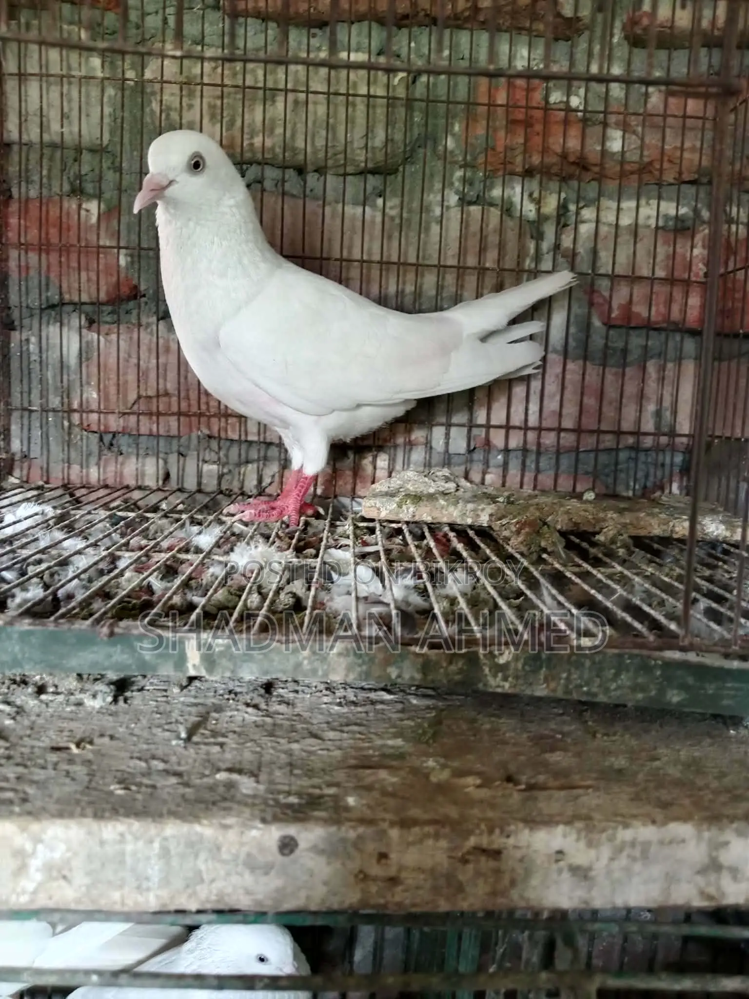 All pigeons are of very good quality.