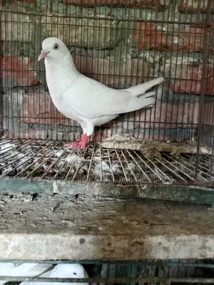 All pigeons are of very good quality.