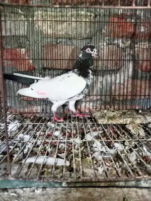 All pigeons are of very good quality.