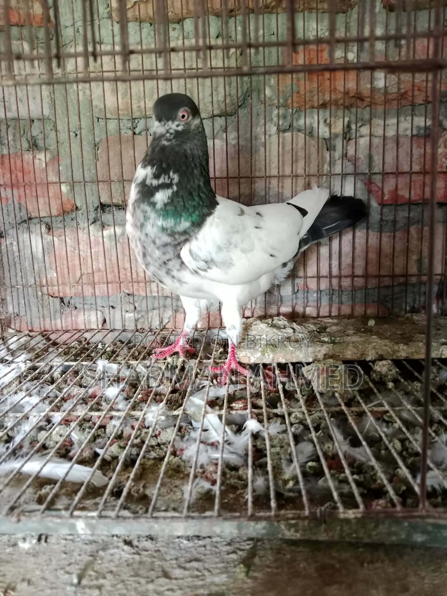 All pigeons are of very good quality.