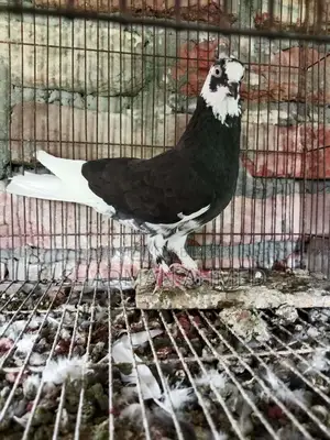 All pigeons are of very good quality.