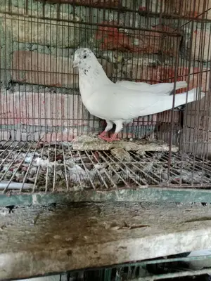 All pigeons are of very good quality.
