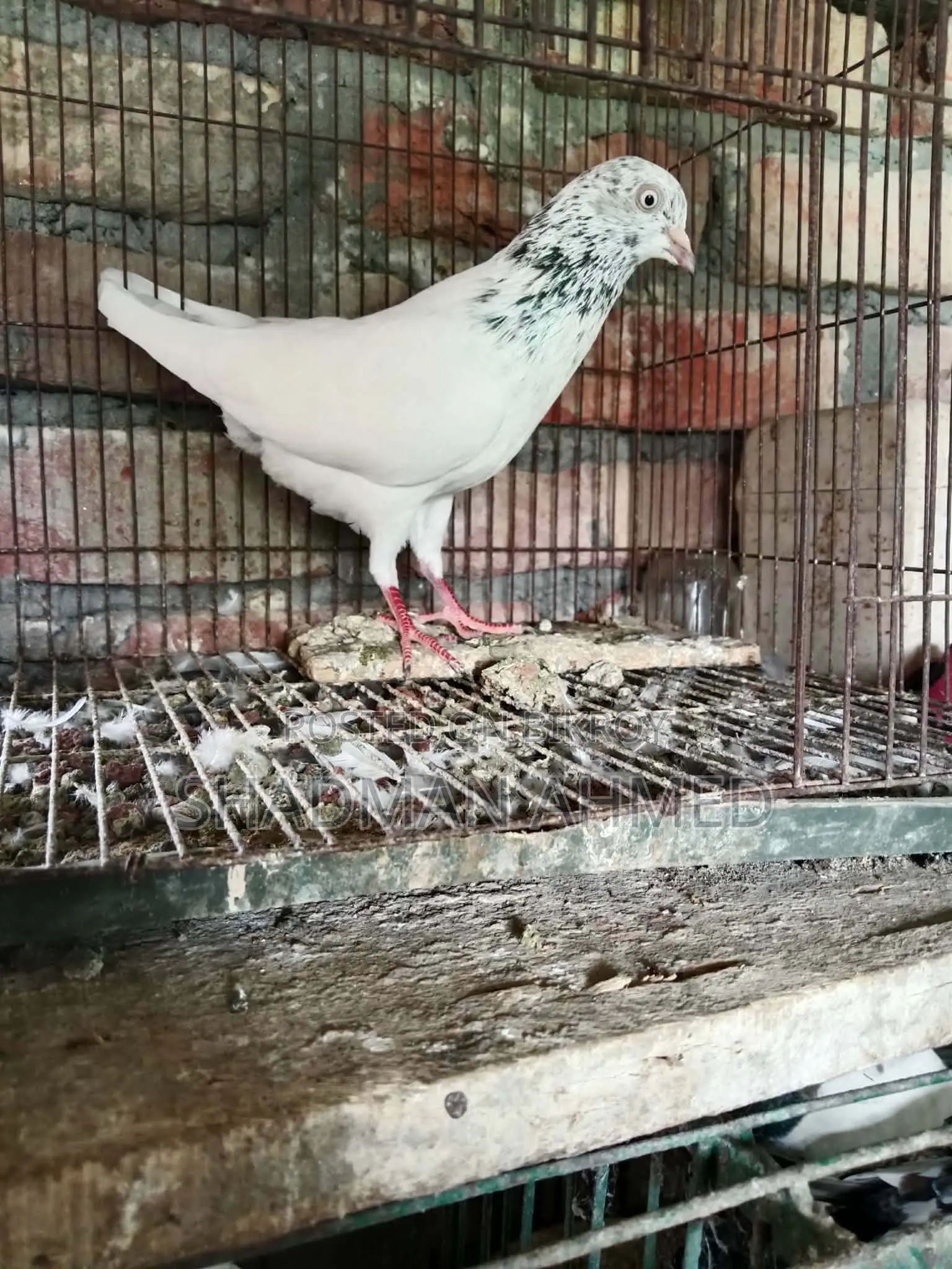 All pigeons are of very good quality.