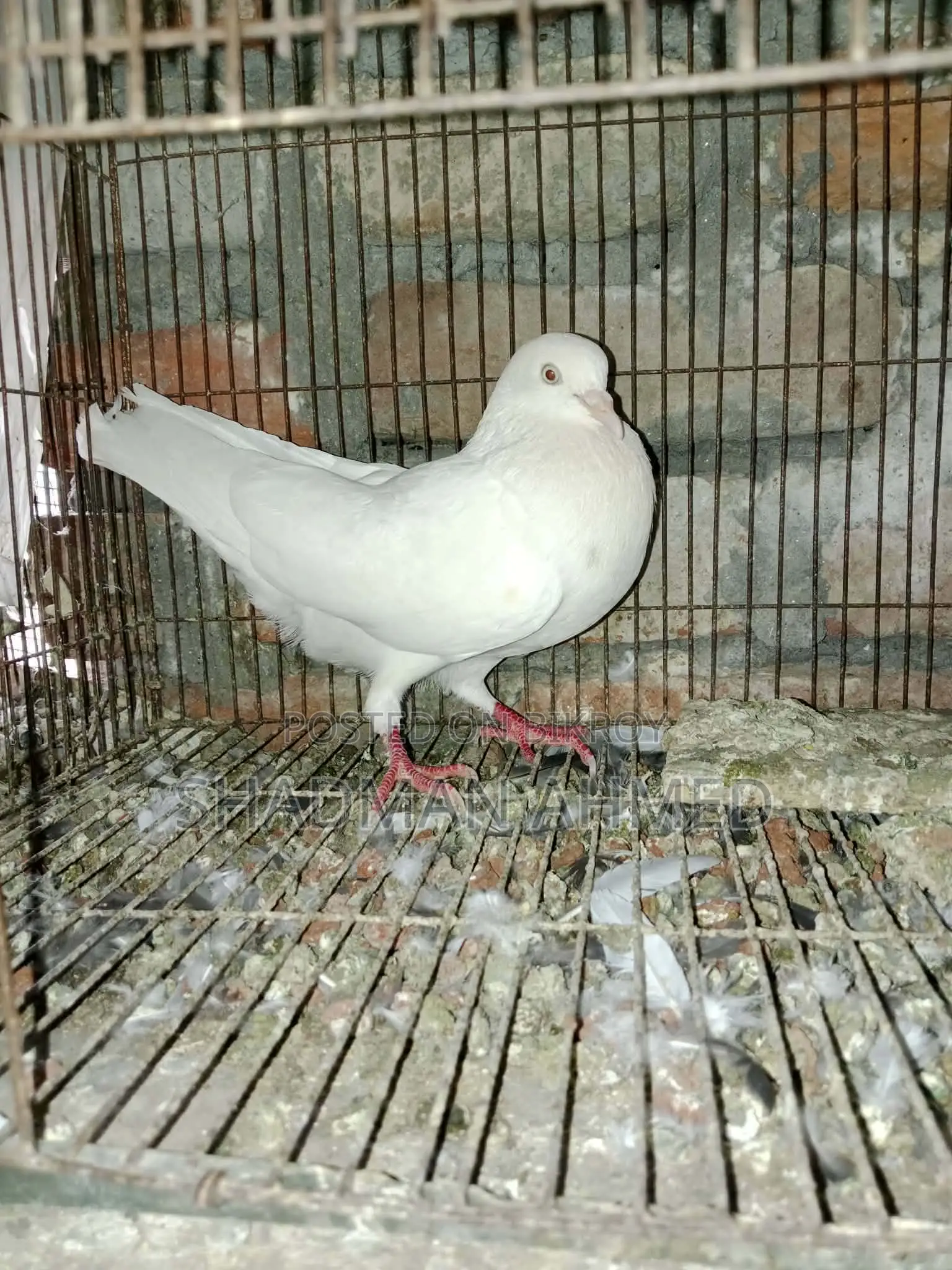 All pigeons are of very good quality.