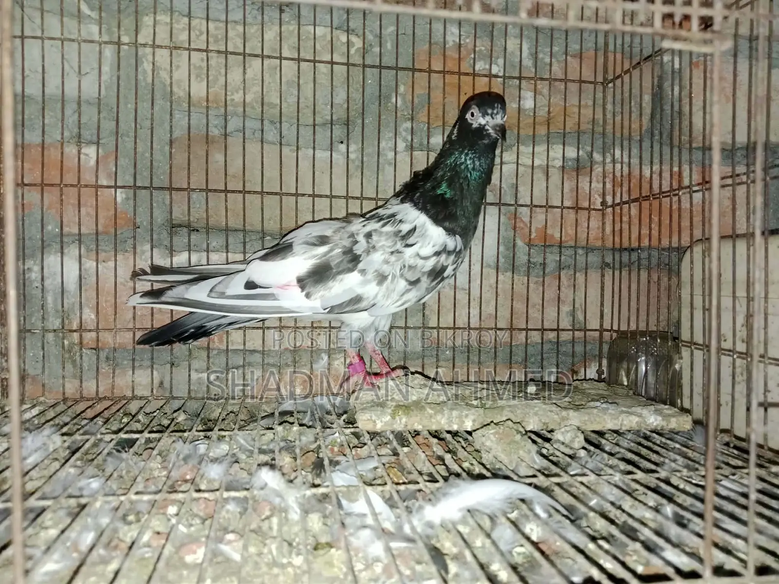 All pigeons are of very good quality.