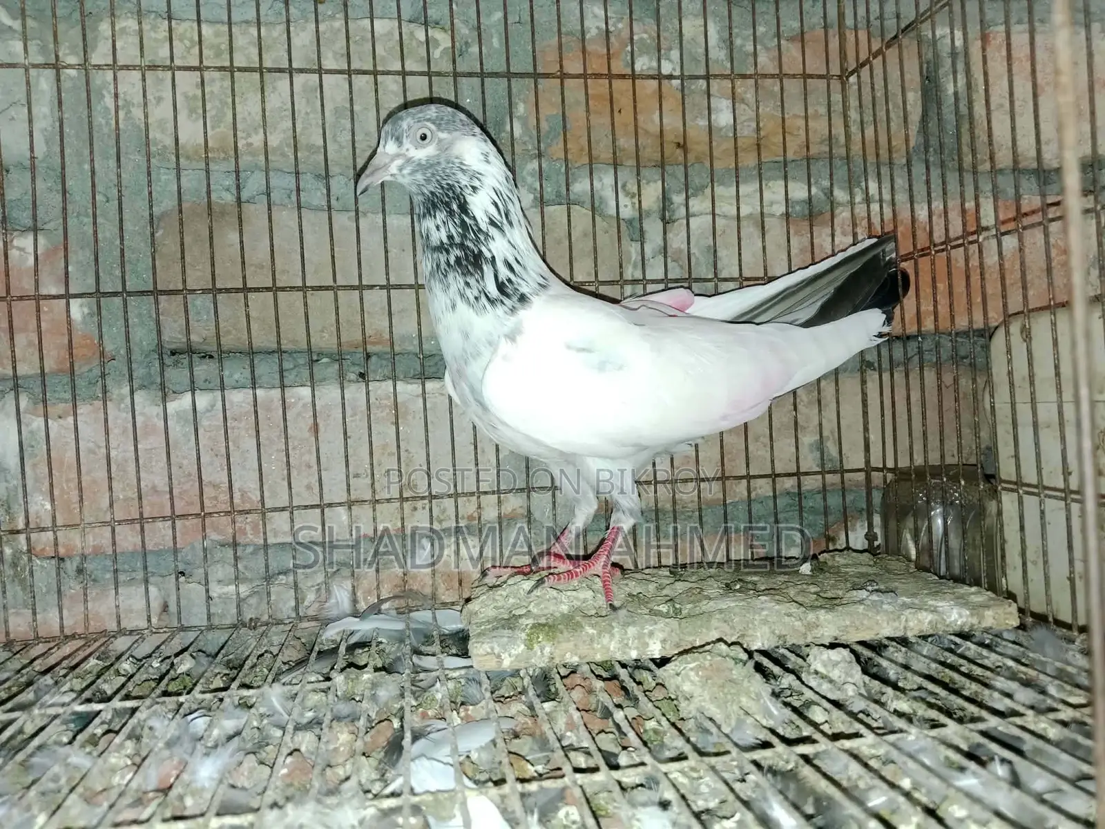 All pigeons are of very good quality.