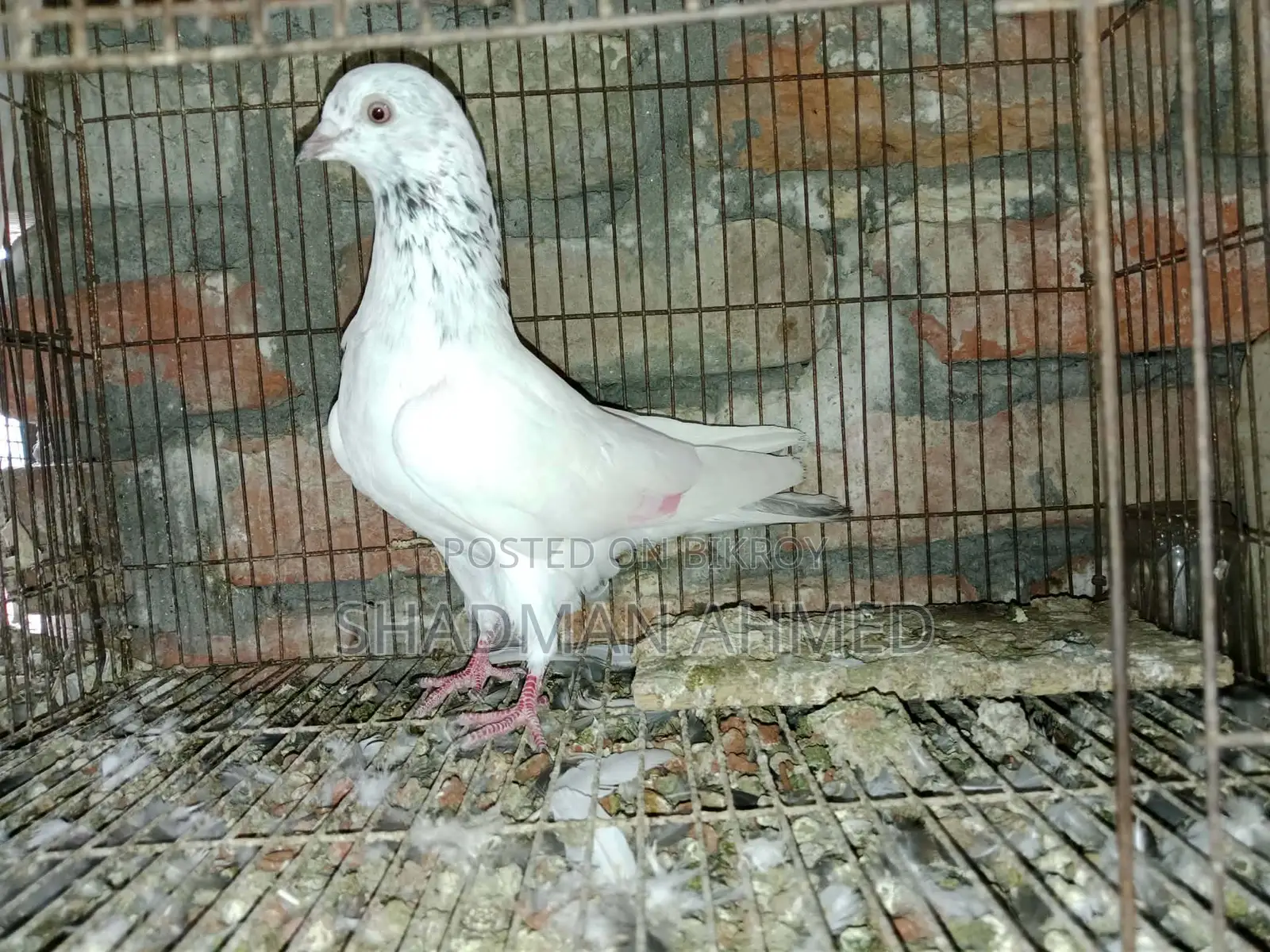 All pigeons are of very good quality.