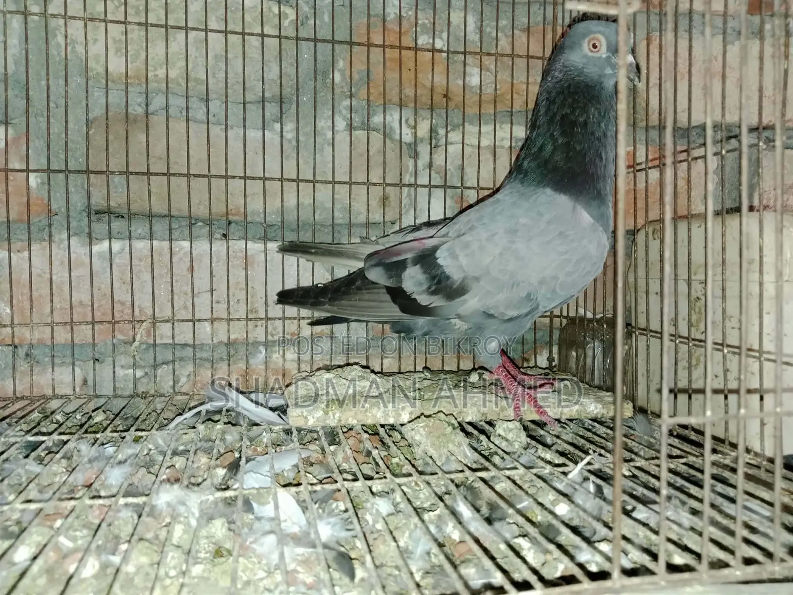 All pigeons are of very good quality.