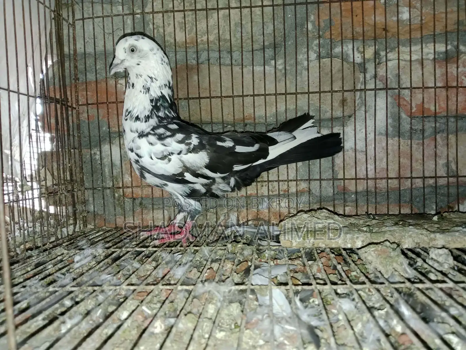 All pigeons are of very good quality.