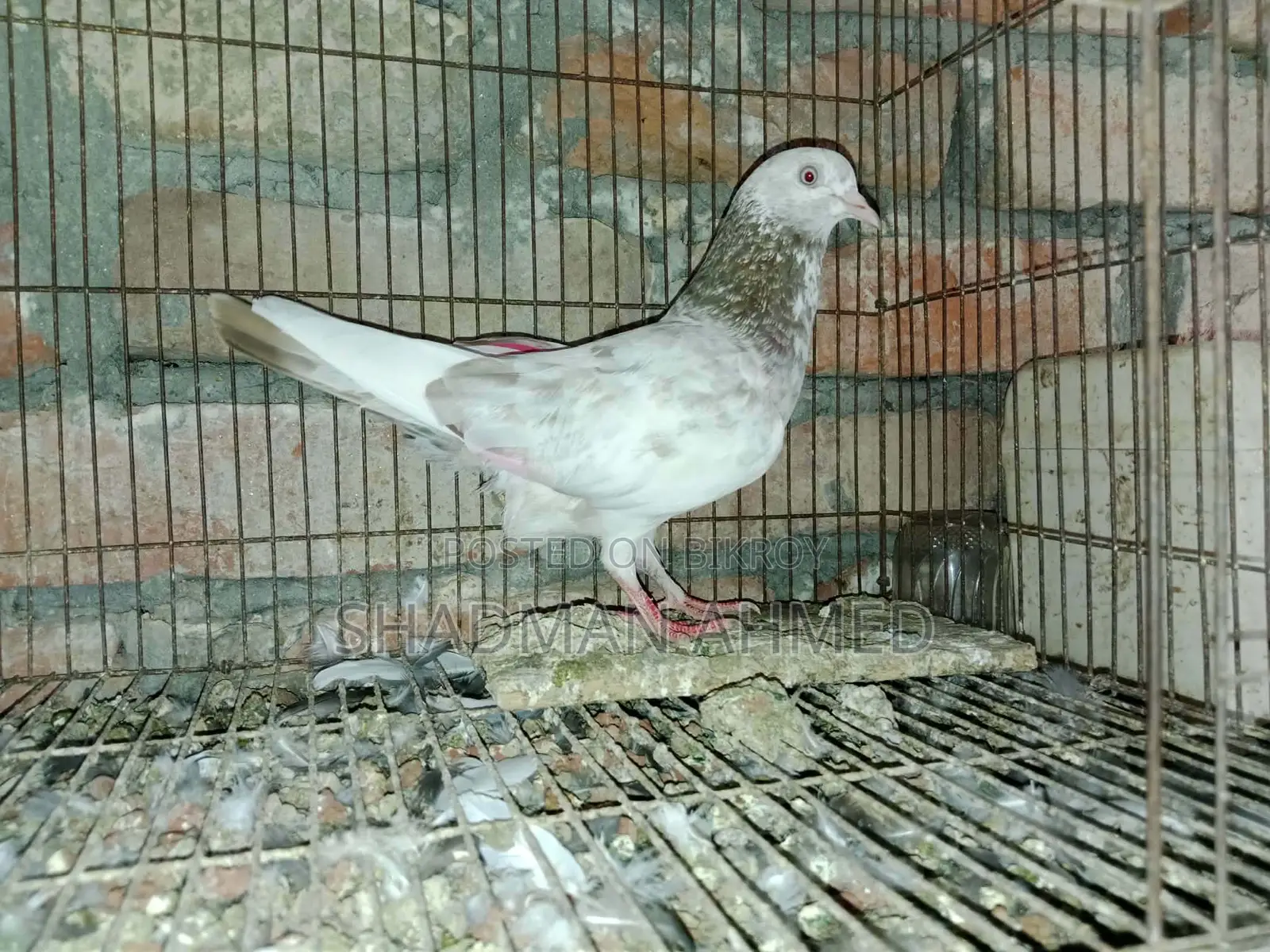 All pigeons are of very good quality.