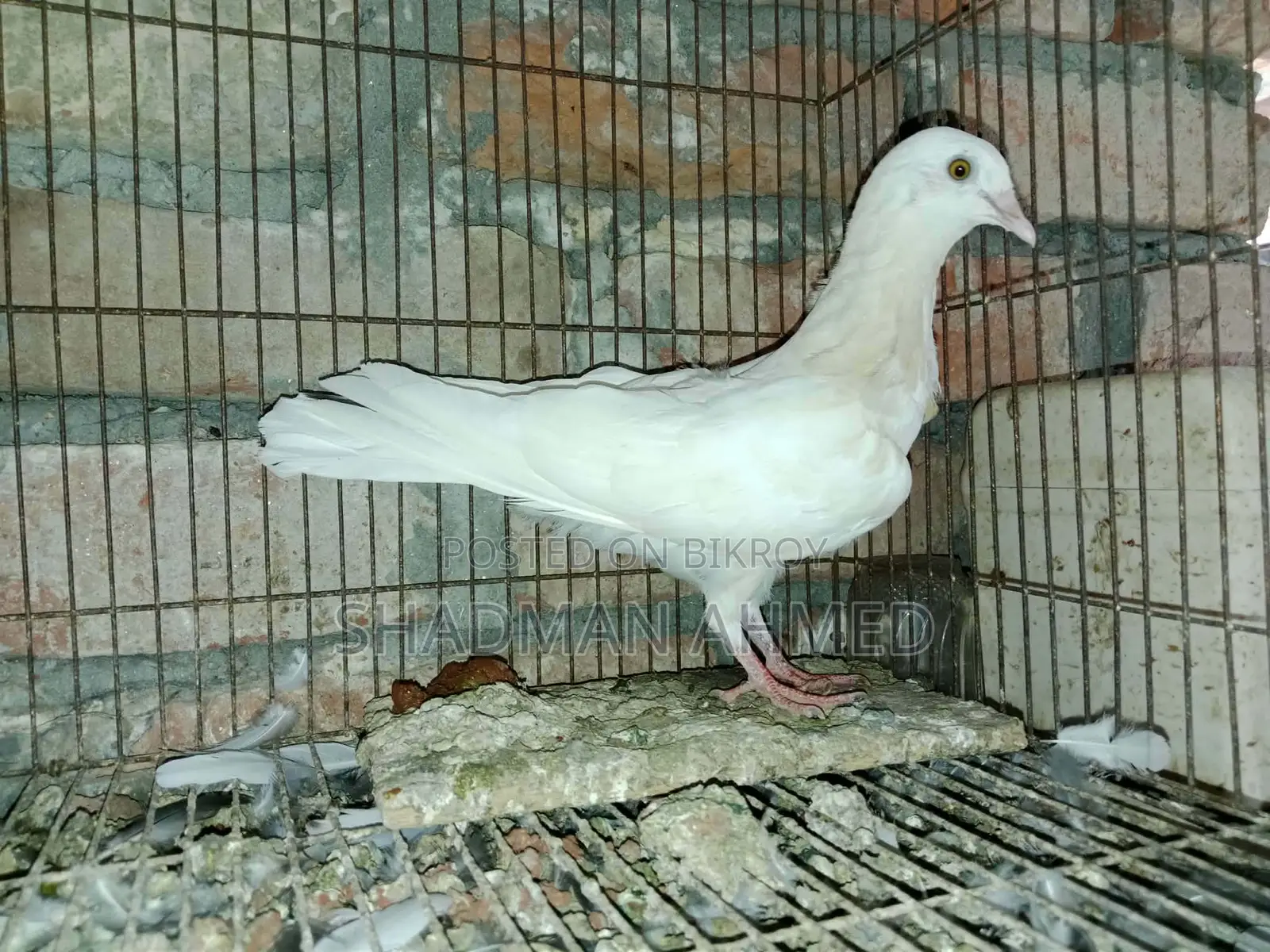 All pigeons are of very good quality.