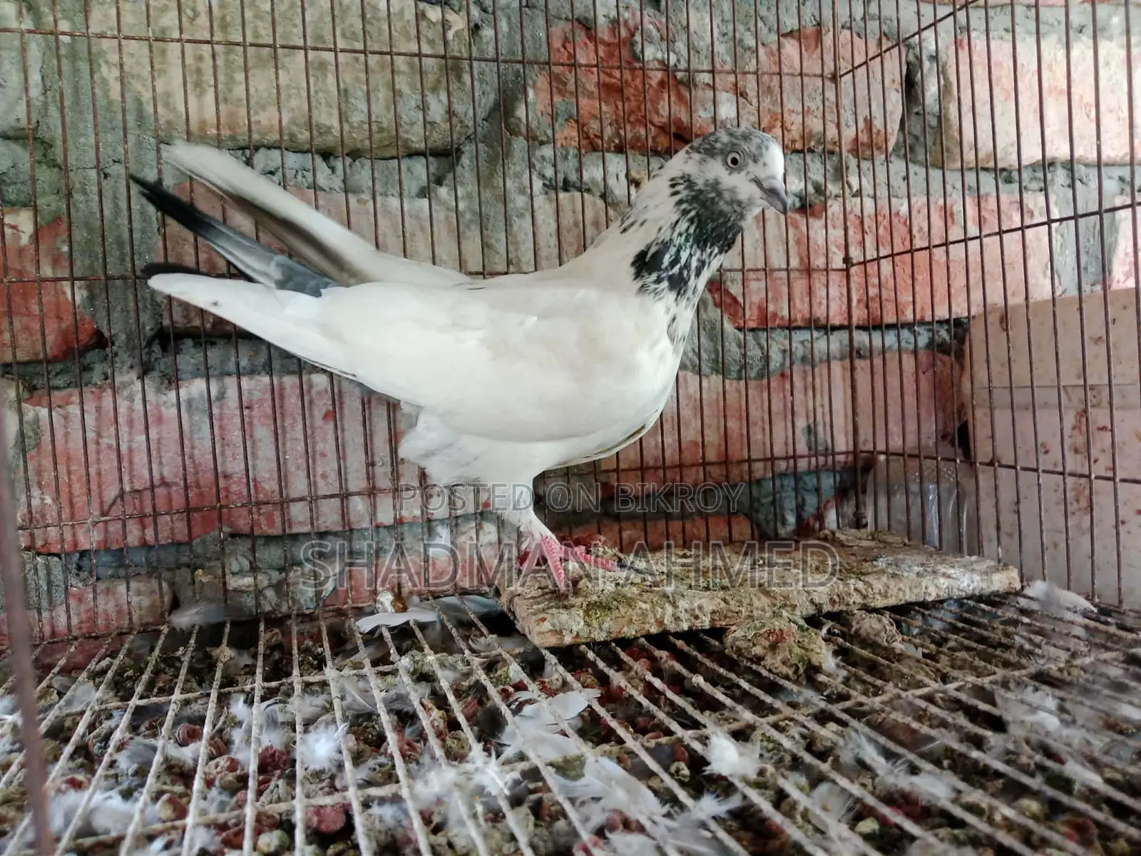 All pigeons are of very good quality.