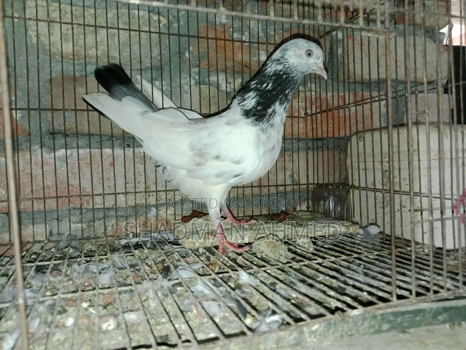 All pigeons are of very good quality.