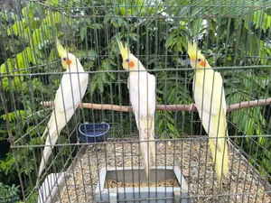 ৩টি ককাটেল পাখি বিক্রির জন্য