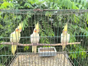 ৩টি ককাটেল পাখি বিক্রির জন্য