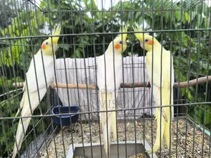 ৩টি ককাটেল পাখি বিক্রির জন্য