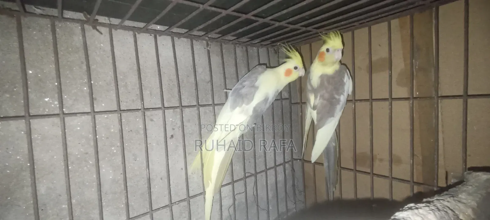 পাইড ককাটেল