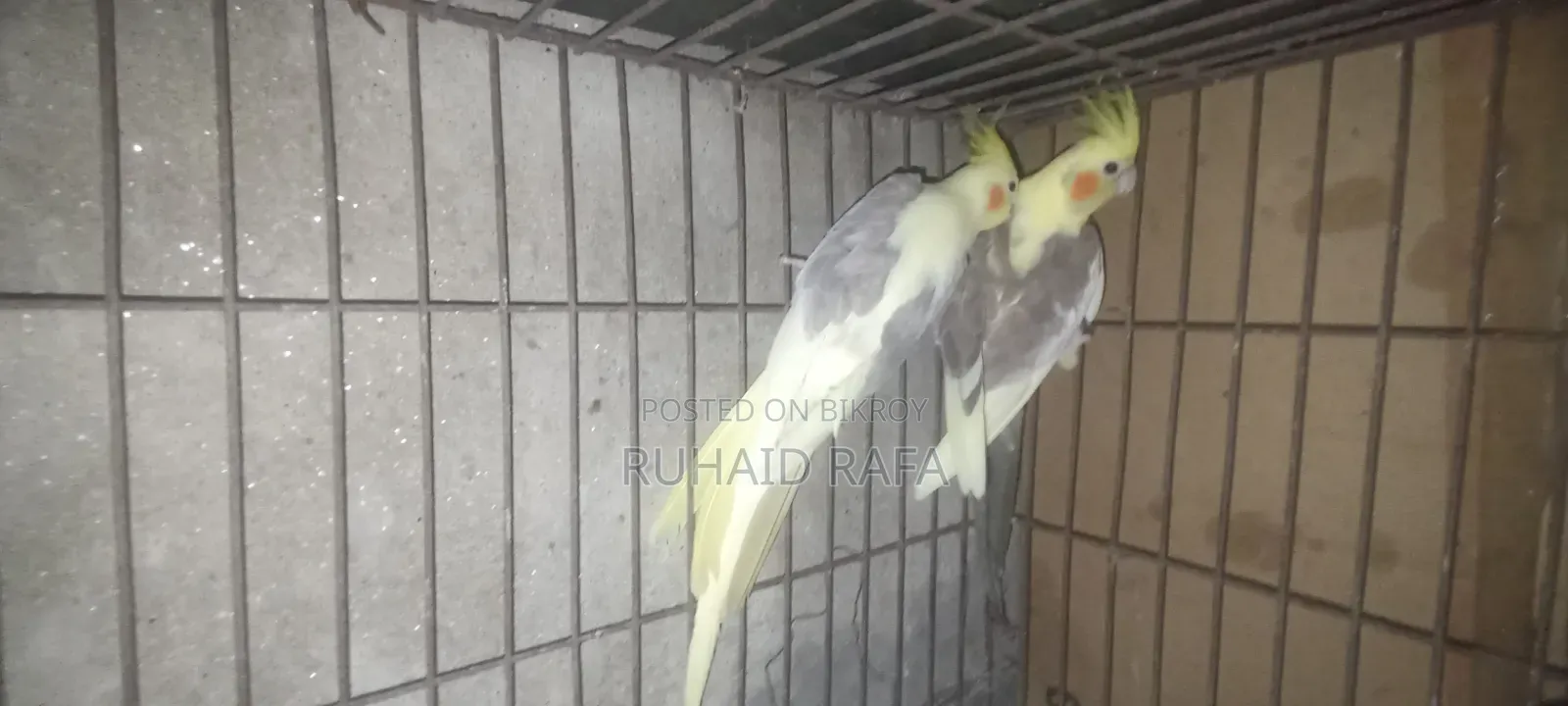 পাইড ককাটেল