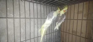 পাইড ককাটেল