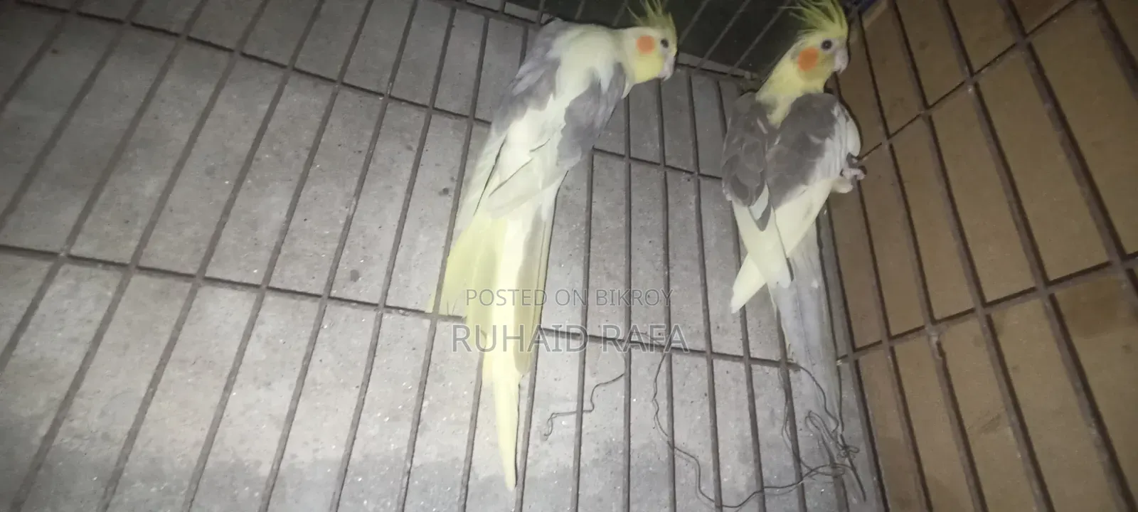 পাইড ককাটেল