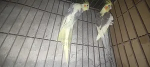 পাইড ককাটেল