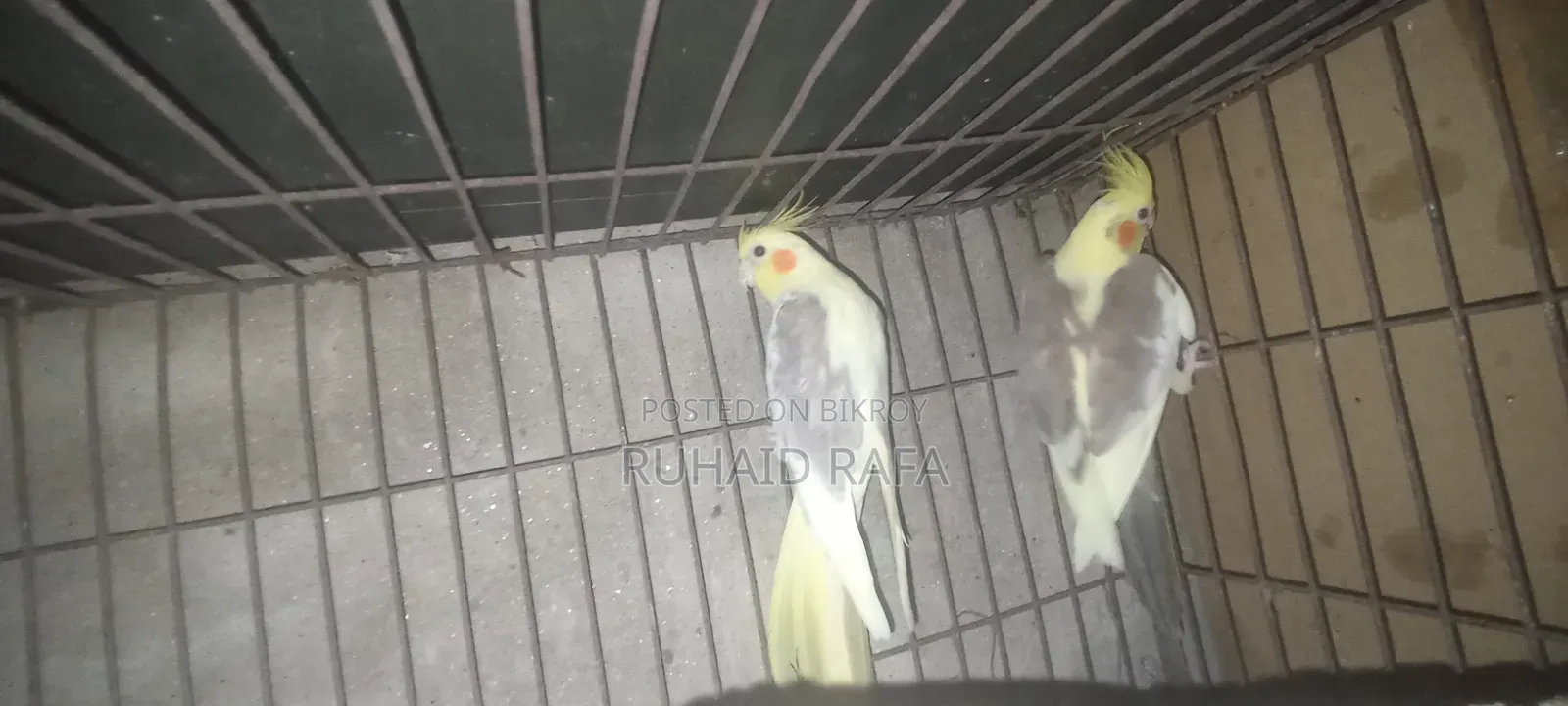 পাইড ককাটেল